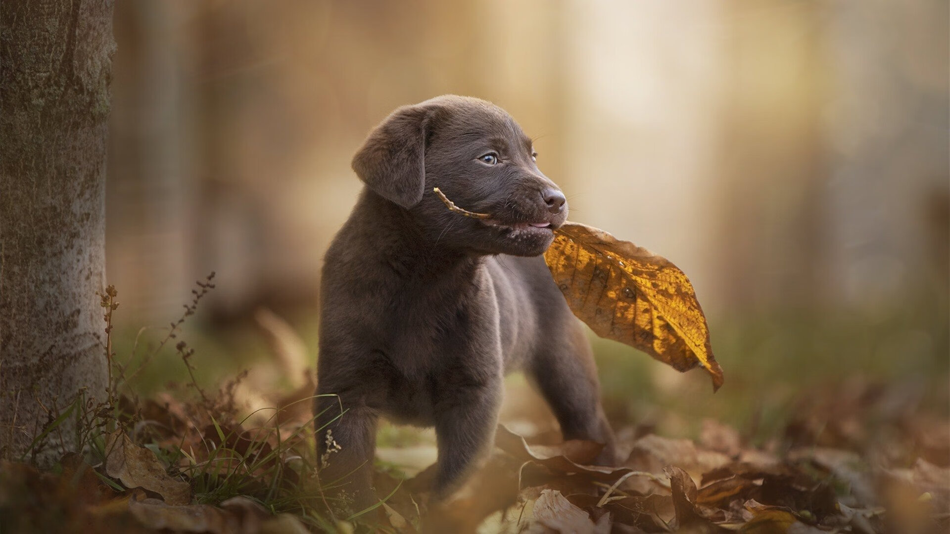 托桑·埃夫布奥姆万成为NBA国际球员代表