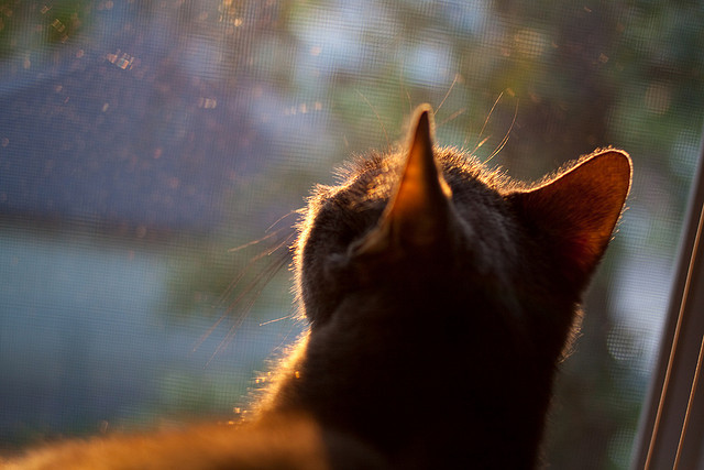 太阳队迎战联盟新秀，期待稳赢，太阳队kidd